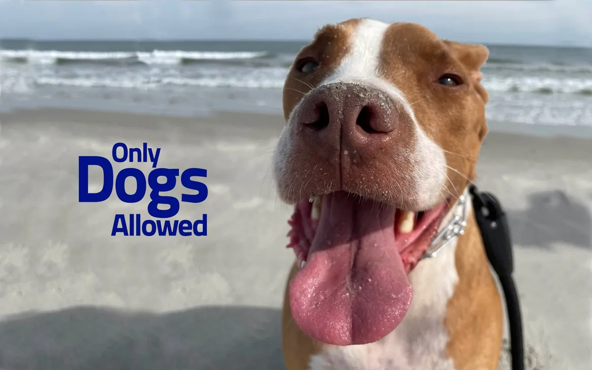 A cheerful dog with its face in focus, enjoying the beach with a clear background of the shoreline. Visible text reads 'Only Dogs Allowed,' cementing the pet-friendly atmosphere. The scene is filled with joyful energy, showing a dog exploring the outdoors for the first time.